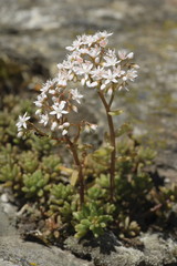 Weisser Mauerpfeffer, Sedum album