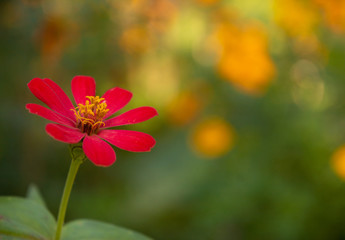 DAISY FAMILY SUNFLOWER TRIBE ZINNIA MICROGLOSSA PINK COLOUR FLOWER WITH BLURR BACKGROUND IN INDIAN ASSAM LOCAL GARDEN