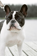 Fototapeta premium A pied colored French bulldog dog walks in nature near the pier. Close-up portrait of a french bulldog. Little dog spend a day at the park playing and having fun. Concept of pets love. Pampered pet
