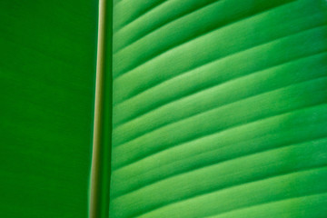 Fresh green banana leaf background