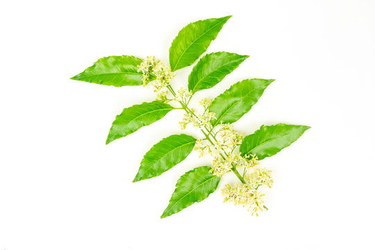 Neem flower on neem leaves isolated on white background.