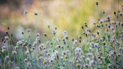 The image of wild flowers and evening light