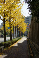 日本の街並み　大阪豊中・新千里南町の銀杏並木