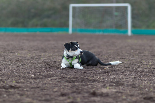 Bira cagnolina a centrocampo