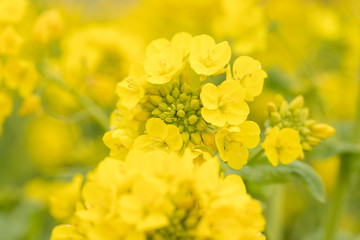 鴨川市の菜の花畑　千葉県鴨川市　日本