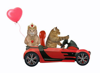 The two cats in love are in a red cabriolet. One of them in a gold diadem and a ruby heart shaped pendant holds a red balloon the other drives the car. White background. Isolated.