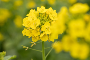 鴨川市の菜の花畑　千葉県鴨川市　日本
