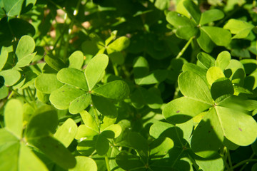 St. Patrick's Day green shamrocks