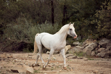Beautiful white Arabian horse trotting on beach with rocks and forest on background 