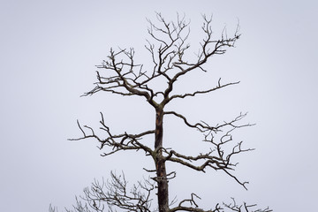 Spreading branches of pine tree in Siberian taiga forest.