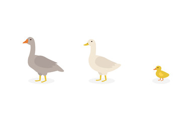 Flat vector cartoon poultry: goose, duck and duckling. Illustration isolated white background.