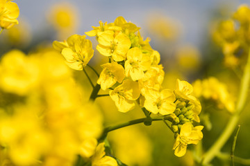 鴨川市の菜の花畑　千葉県鴨川市　日本