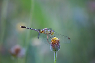 The image of wild flowers and evening light