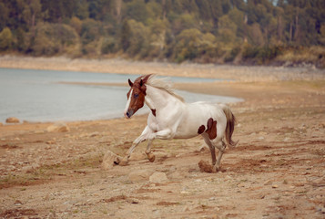 Pinto horse running on beach with trees on background