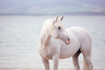 beautiful white Arabian horse portrait on blue lake background with mountains 