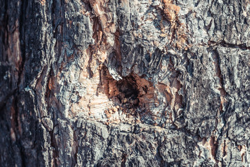 Slender trunk of pine tree in the forest.