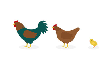 Flat vector cartoon poultry: cock, hen and chicken. Illustration isolated white background.