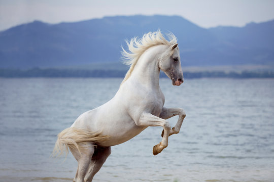 White Arabian horse standing on back legs on beach with lake on background 
