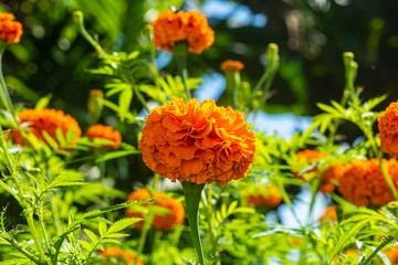 YELLOW FRENCH MARIGOLD TAGETES PATULA MISTER MAJESTIC FLOWER IN AN INDIAN ASSAM LOCAL GARDEN