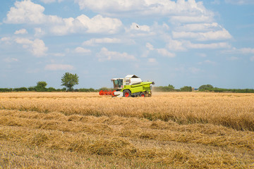 Obraz premium One thresher harvesting in the agricultural field on sunny day.