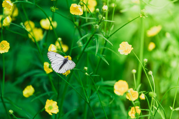 Mountain butterfly collects pollen from yellow flowers in green grass.