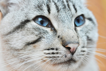 Blue Eyes or Ojos Azules cat are remarkable for their deep blue eyes.