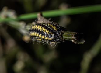Macro photography of insects on flowers and plants