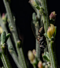Macro photography of insects on flowers and plants