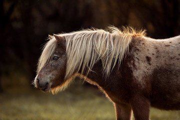 Obraz premium adorable brown pony with blue eyes and long blond mane and tail portrait on green background by the sunset 
