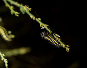 Macro photography of insects on flowers and plants
