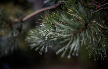 Water droplets on fir needle. Tree on a rainy day. Wet fir needle.