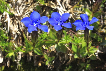 Frühlings- Enzian, Gentiana verna