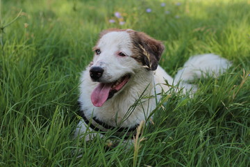 Perro en la naturaleza