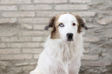 Perro blanco con un ojo de cada color