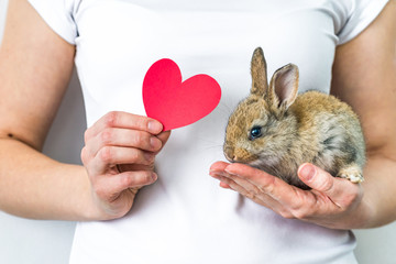 A small rabbit and a heart in human hands. The concept of animal protection and conservation. Bunny...