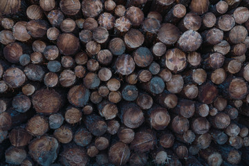 Photograph of set of tree trunks in a forest environment