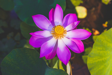 Close up of beautiful lotus flower. Purple lotus in pond. Flower background.