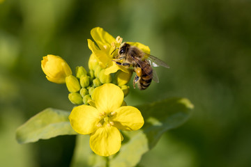 鴨川市の菜の花畑　千葉県鴨川市　日本