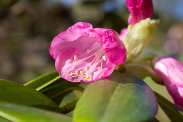 Rhododendron catawbiense America,blooms flower Rhododendron,Catawba Rhododendron Cultivar,Rhododendron catawbiense