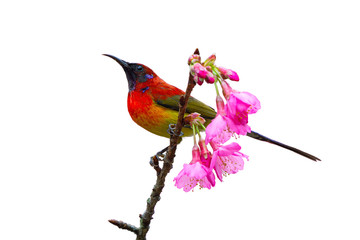 Mrs. Gould's Sunbird or Aethopyga gouldiae, beautiful red bird isolated perching on branch with white background in nature, Wild Himalayan Cherry , Clipping path.