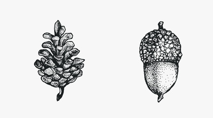 Acorn and pinecone hand drawn isolated illustration set. Tree seeds, foliage and forest plant elements for graphic design projects. Clip art for postcards, posters, invitations, floral compositions.
