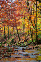 forest river in autumn. rapid water flow among the trees and mossy rocks on a sunny day. foliage in fall colors. beautiful nature scenery