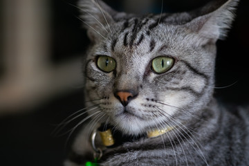 cat portrait close up