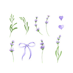watercolor drawing lavender clipart