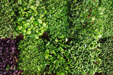 mix of fresh microgreens containers. top view