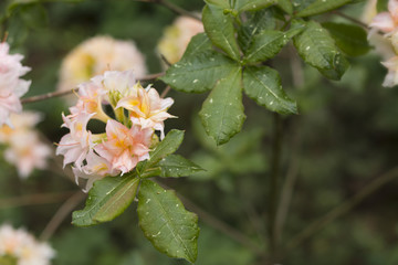 Big flowers of summer and spring.