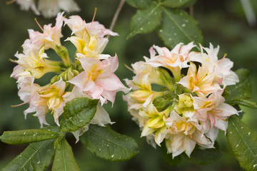 Big flowers of summer and spring.