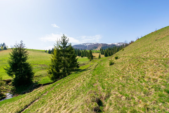 valley of borzhava mountain ridge in springtime. small brook among spruce trees on the green grassy meadow. beautiful countryside on a bright sunny day. snow on the summits