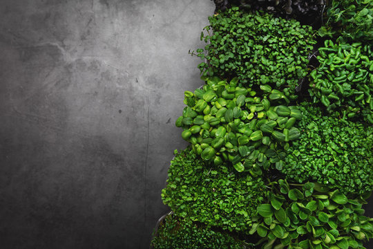 mix of microgreens containers on black stone background with copy space