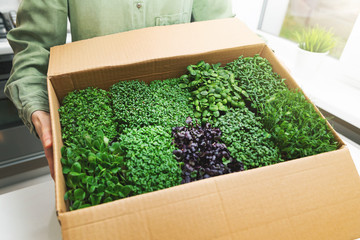 vegan food - woman holding cardboard box full of microgreens